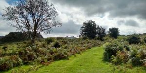 Winter moorland