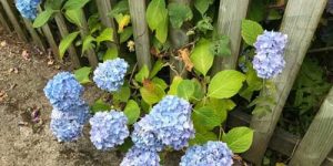 Hydrangeas
